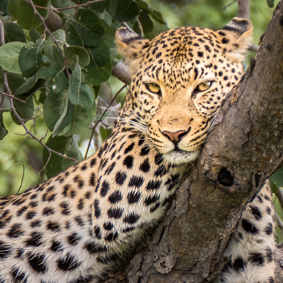 Leopardin, Okavango