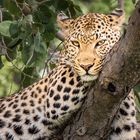 Leopardin, Okavango