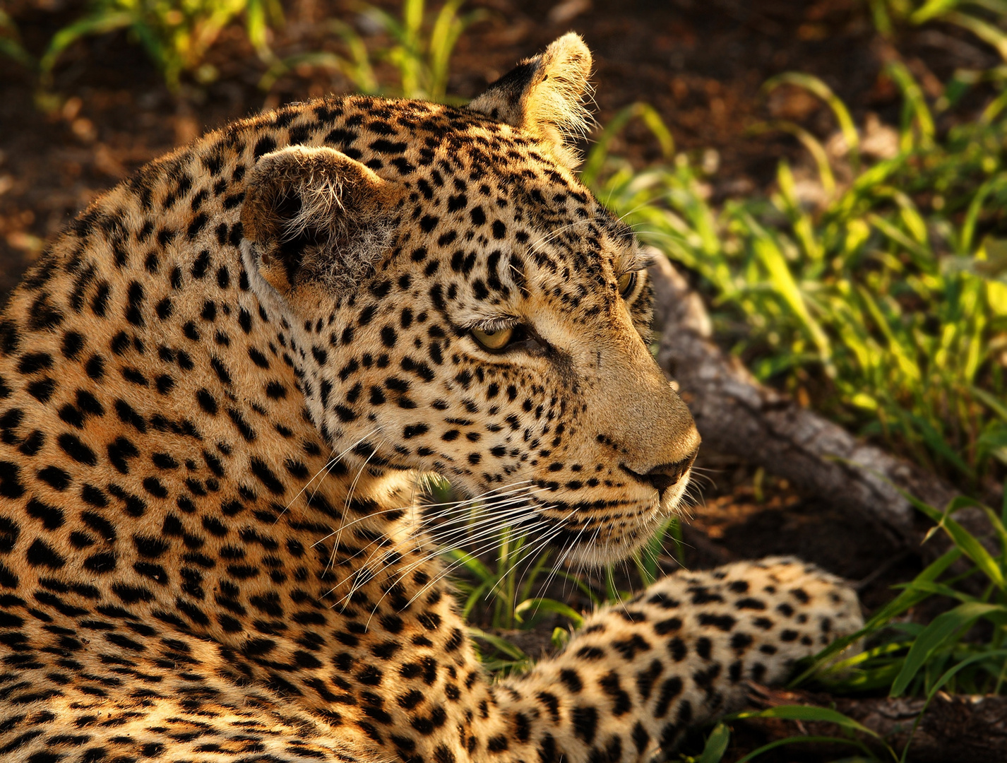 Leopardin (Panthera pardus)