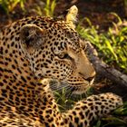 Leopardin (Panthera pardus)
