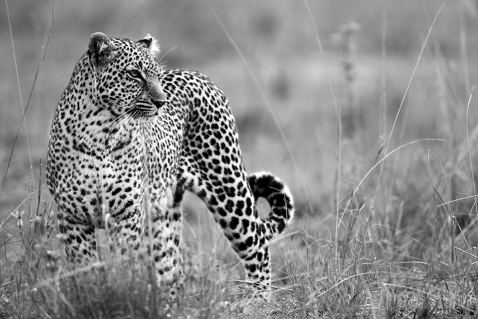 Leopardin  (Wildlife)