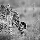 Leopardin  (Wildlife)