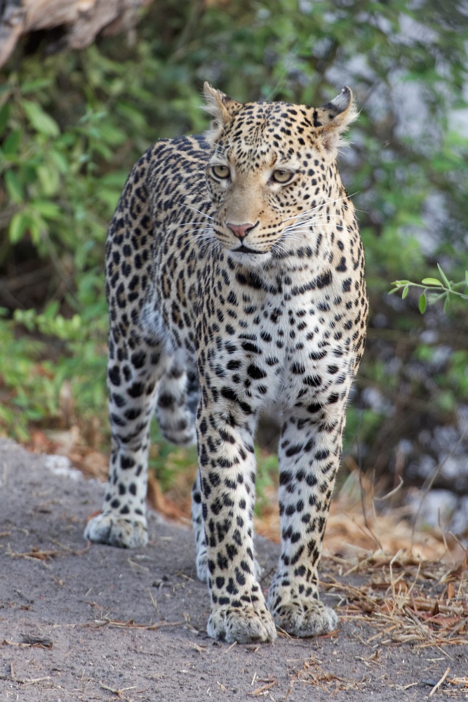 Leopardin_1