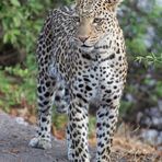 Leopardin_1