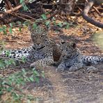 Leopardin_2