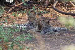 Leopardin_2