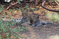 Leopardin_2