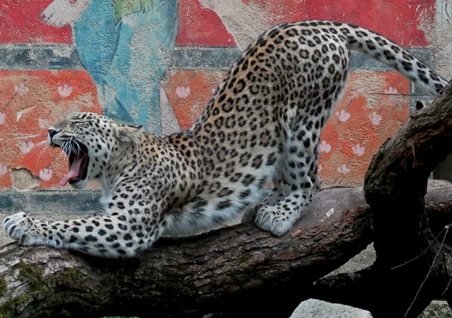 Leopardische Morgengymnastik