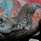 Leopardische Morgengymnastik