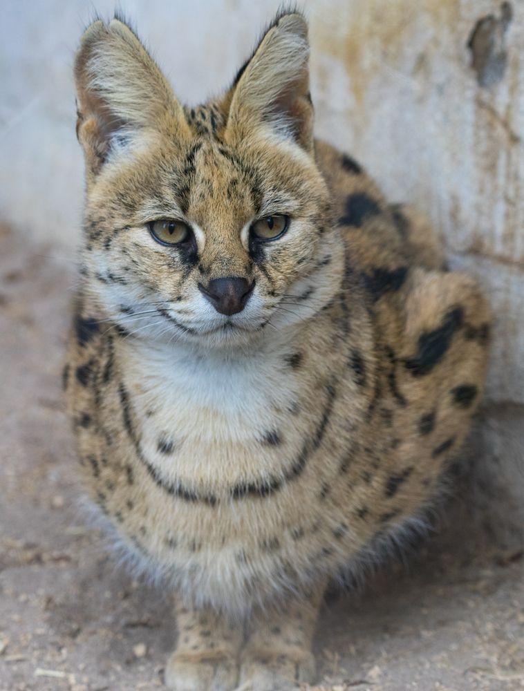 Leopardkatze im Tierpark Göppingen