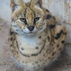 Leopardkatze im Tierpark Göppingen