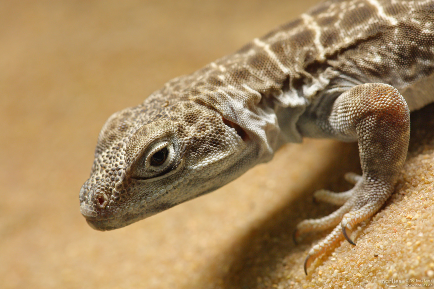 Leopardleguan