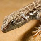 Leopardleguan