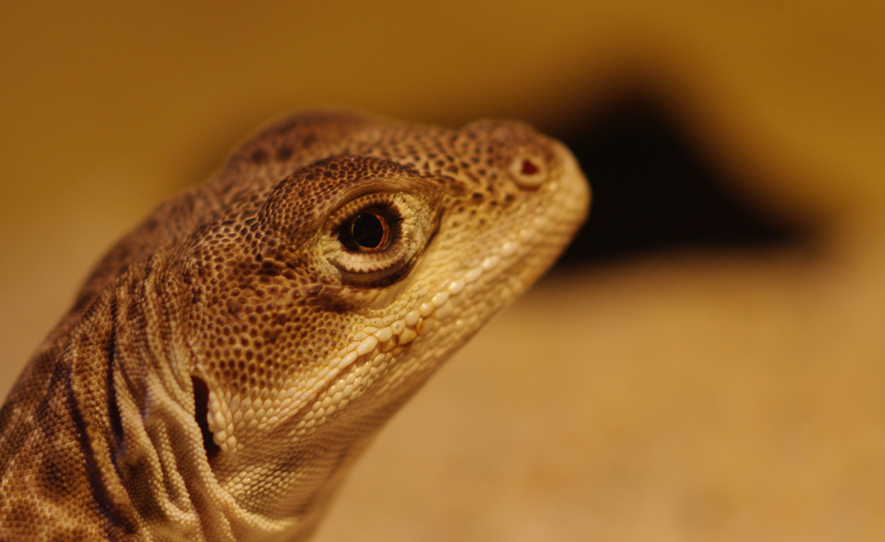 Leopardleguan