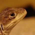 Leopardleguan