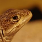 Leopardleguan