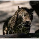 Leopard_Münster