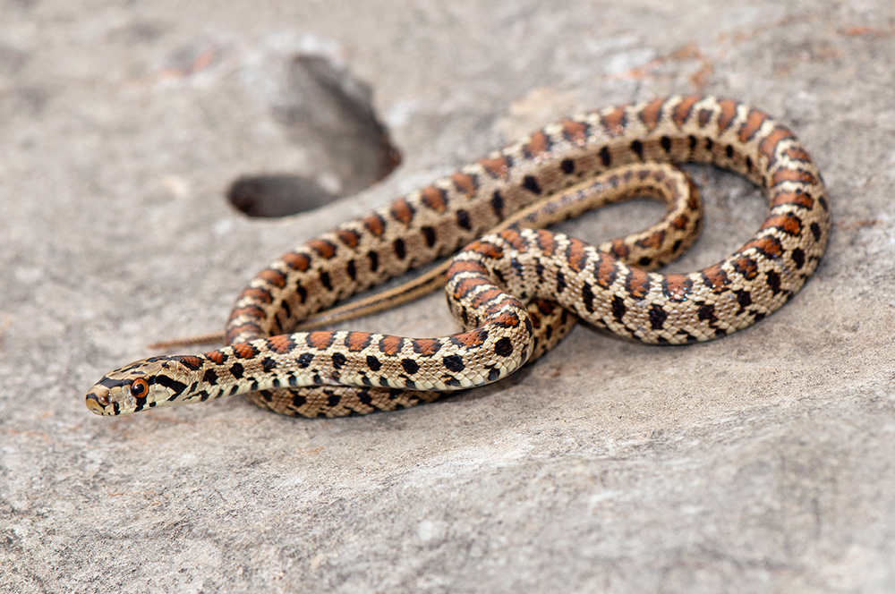 Leopardnatter (Zamenis situla)