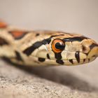 Leopardnatter (Zamenis situla) Portrait