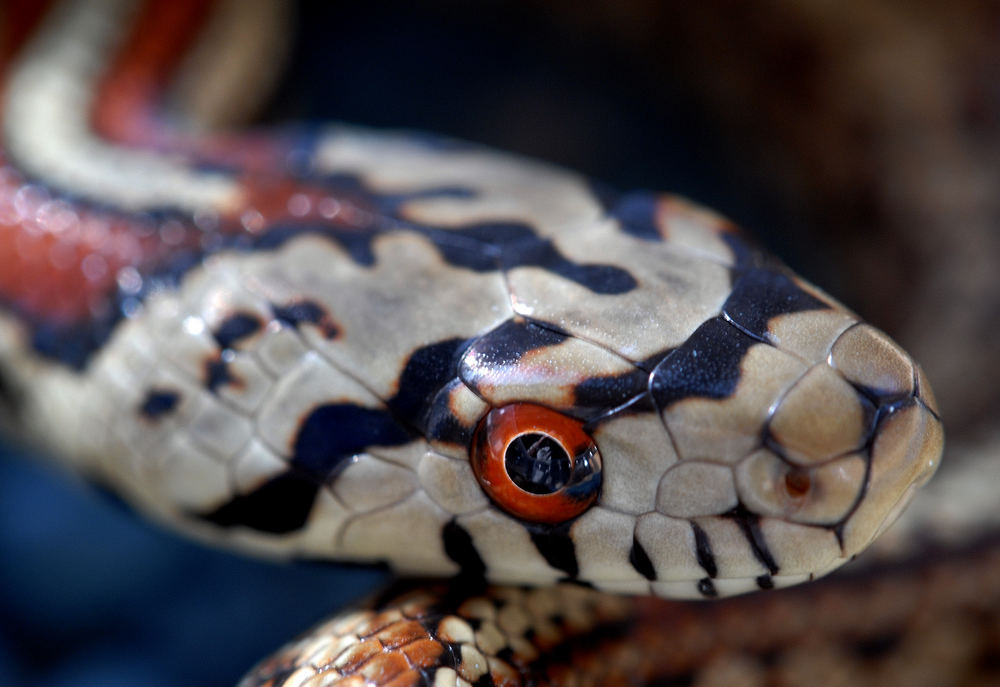 Leopardnatter Zamenis Situla Milos Griechenland Eine Der Schonsten Schlangen Europas Wie Ich Finde Foto Bild Tiere Haustiere Terraristik Bilder Auf Fotocommunity