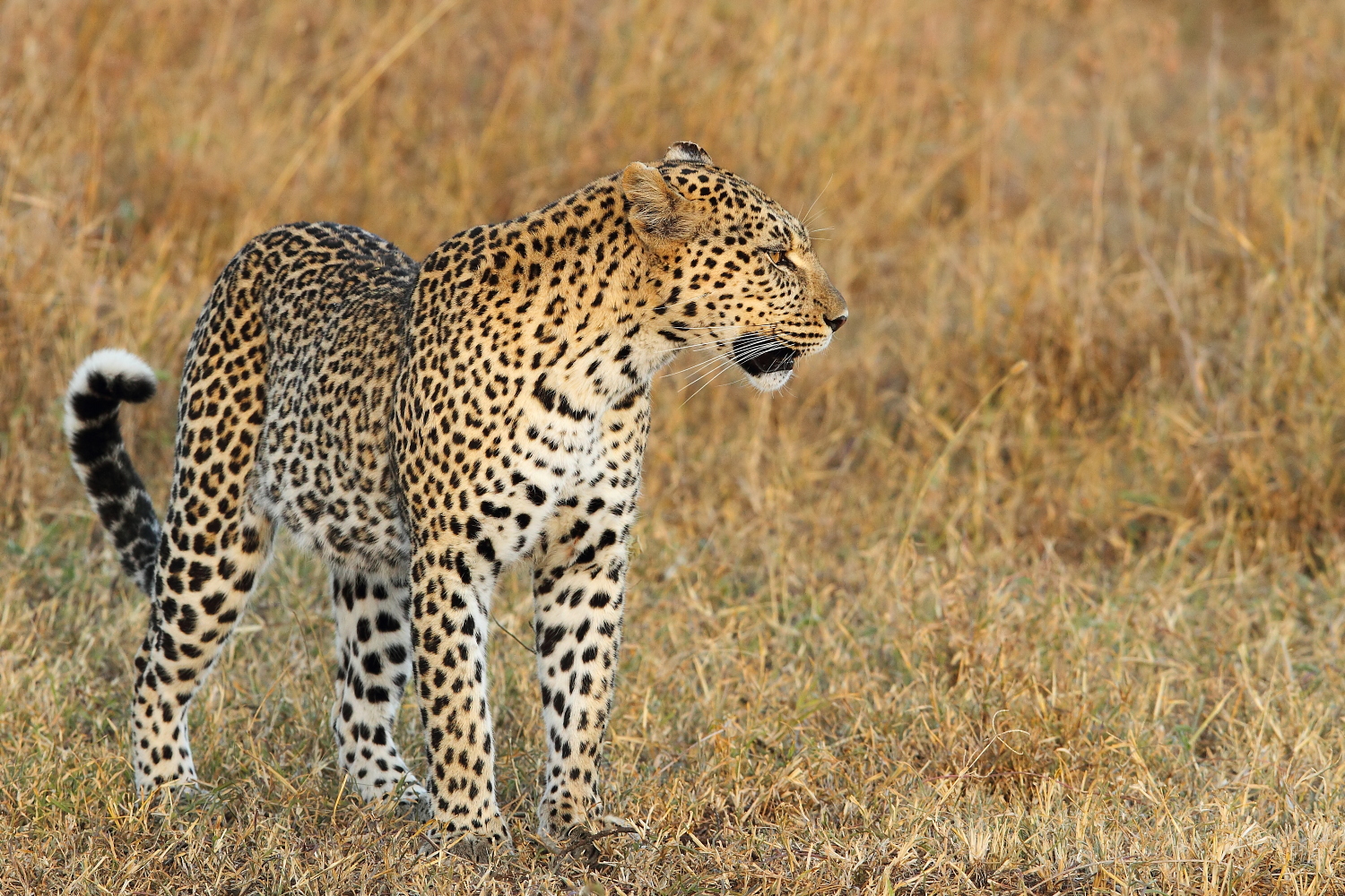 leopardo