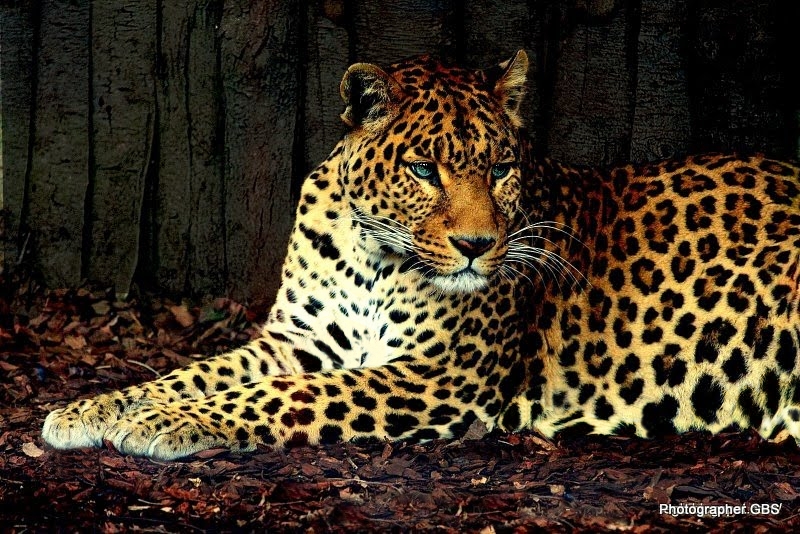 leopardo