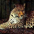 leopardo