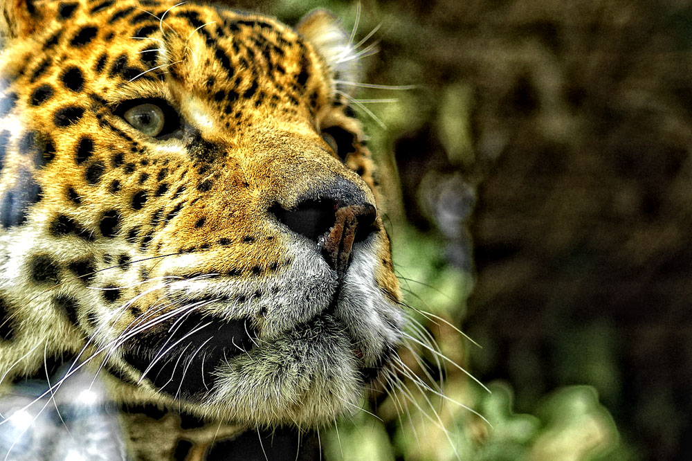 leopardo