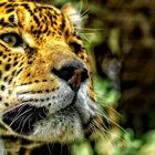 leopardo