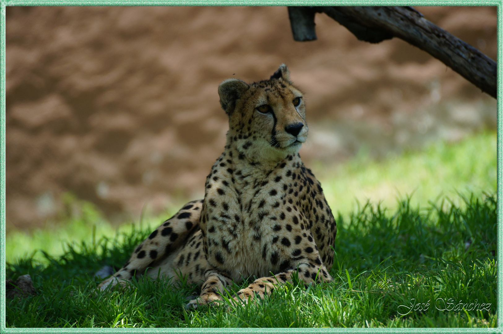 Leopardo