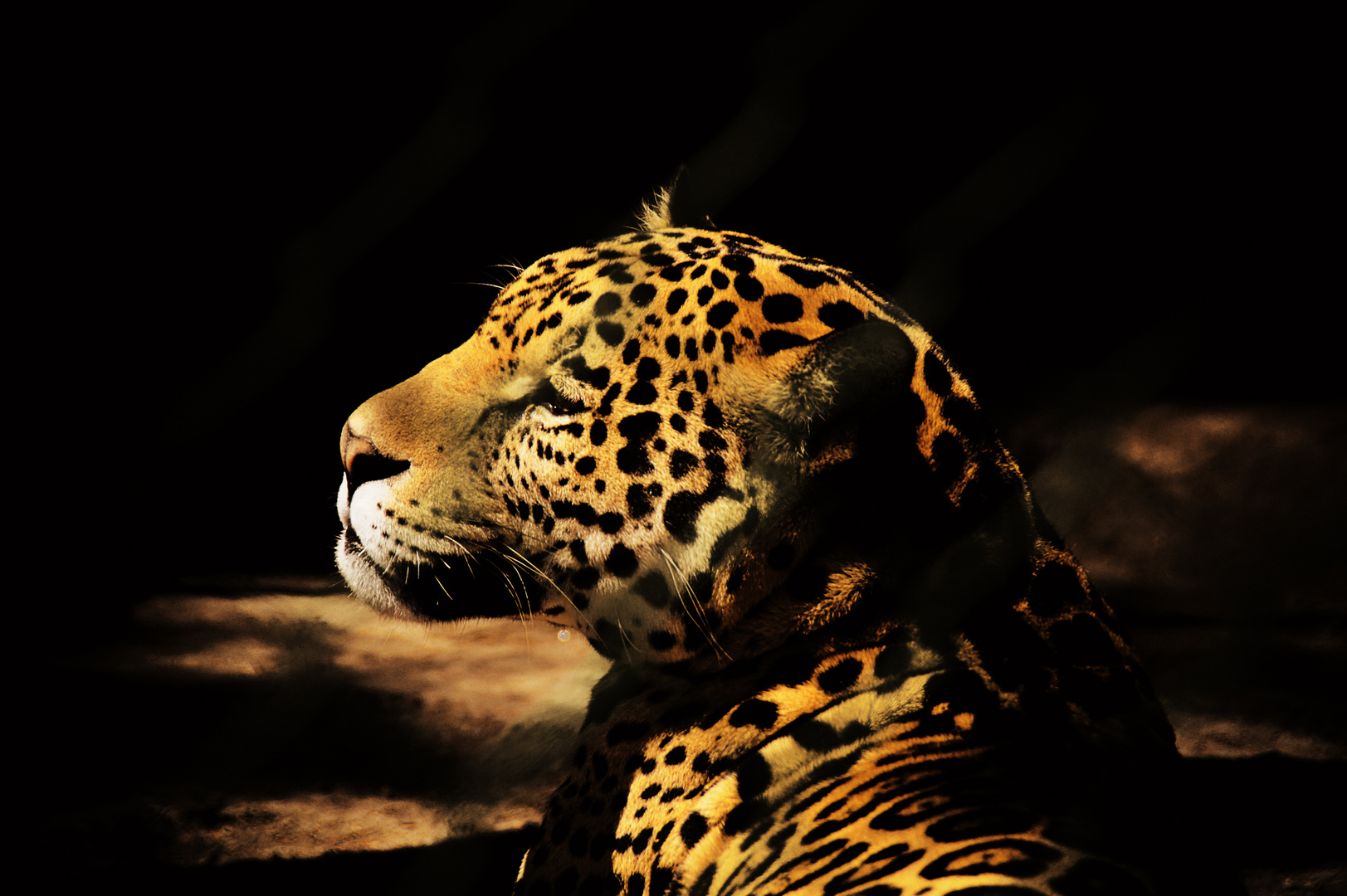 Leopardo