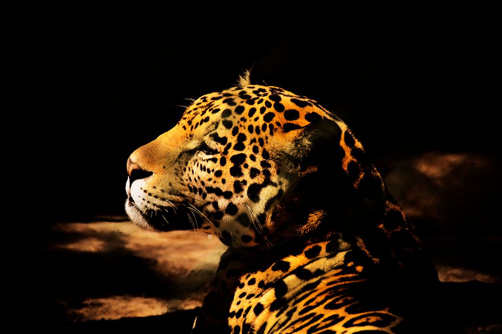 Leopardo de Droni 