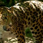 Leopardo