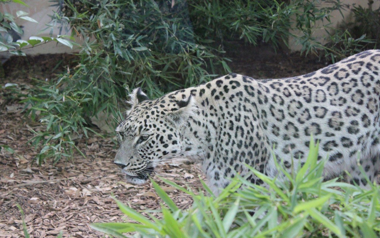 Leopardo.