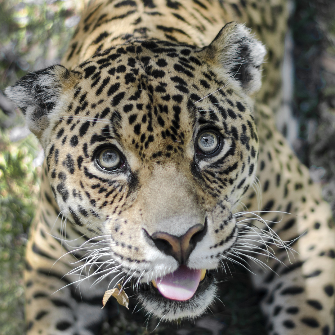 Leopardo