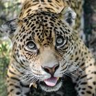 Leopardo