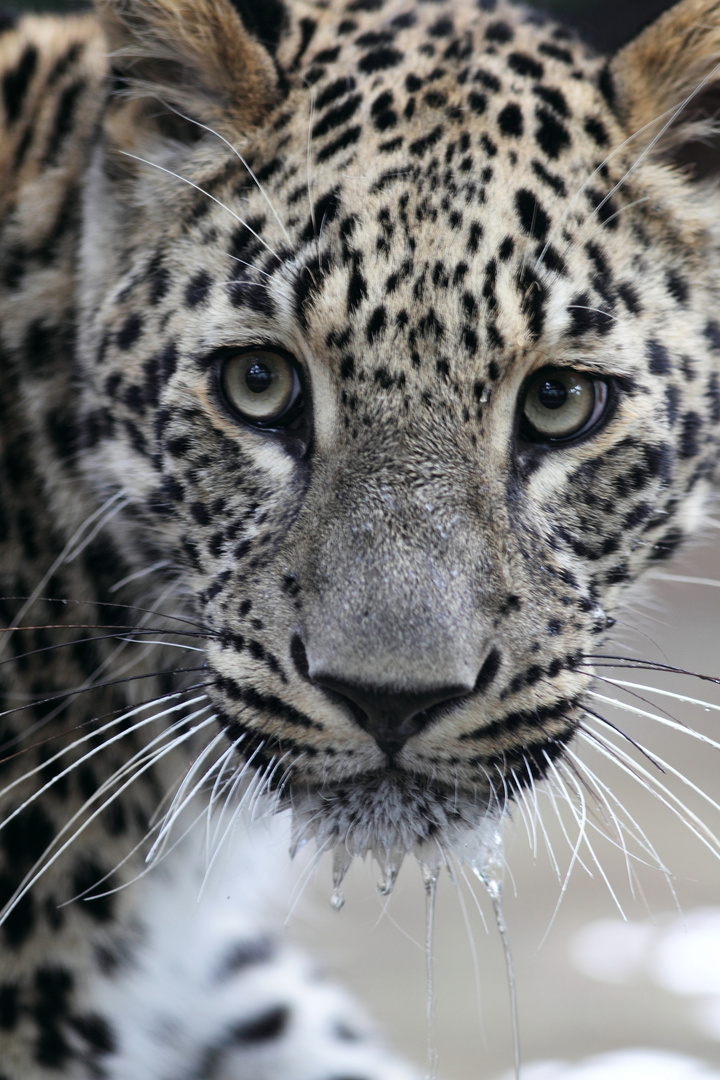 leopardo