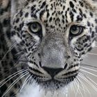 leopardo