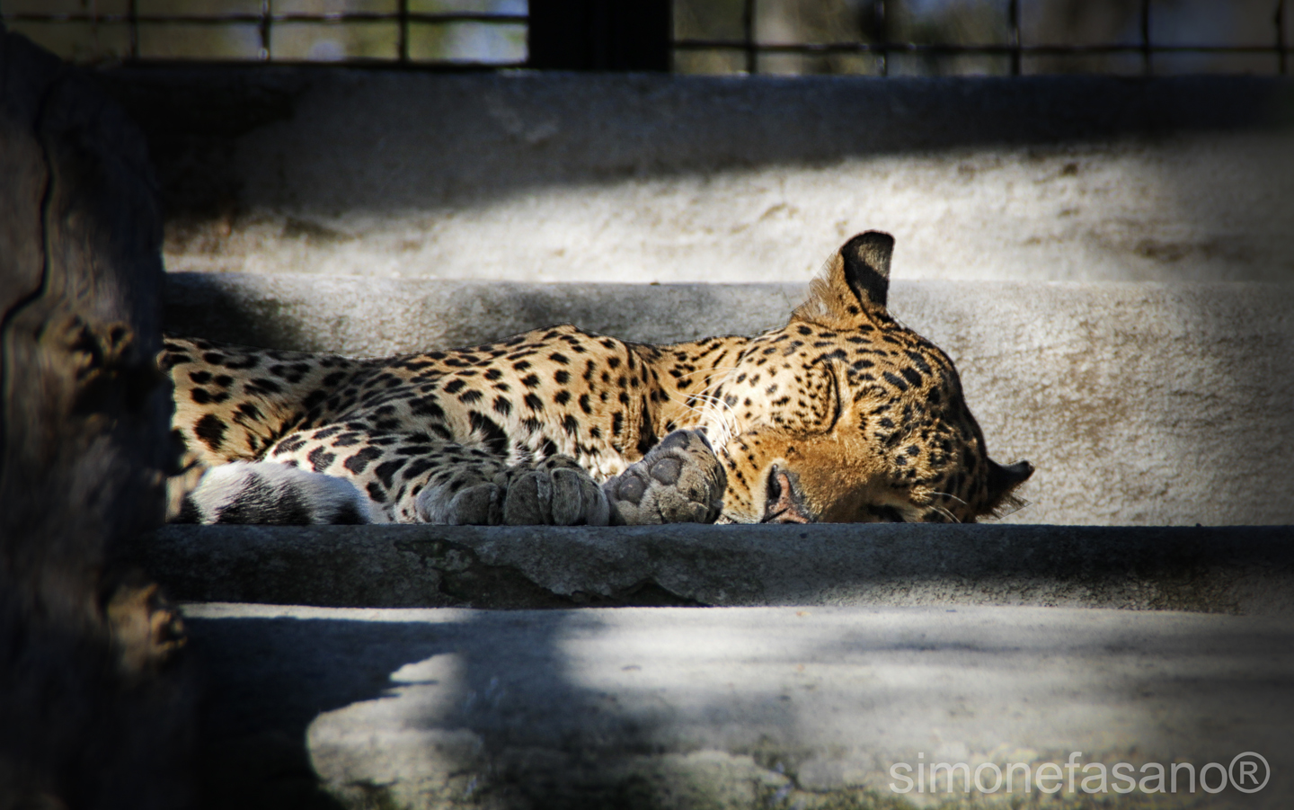 leopardo