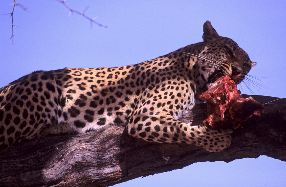 Leopardo al pasto