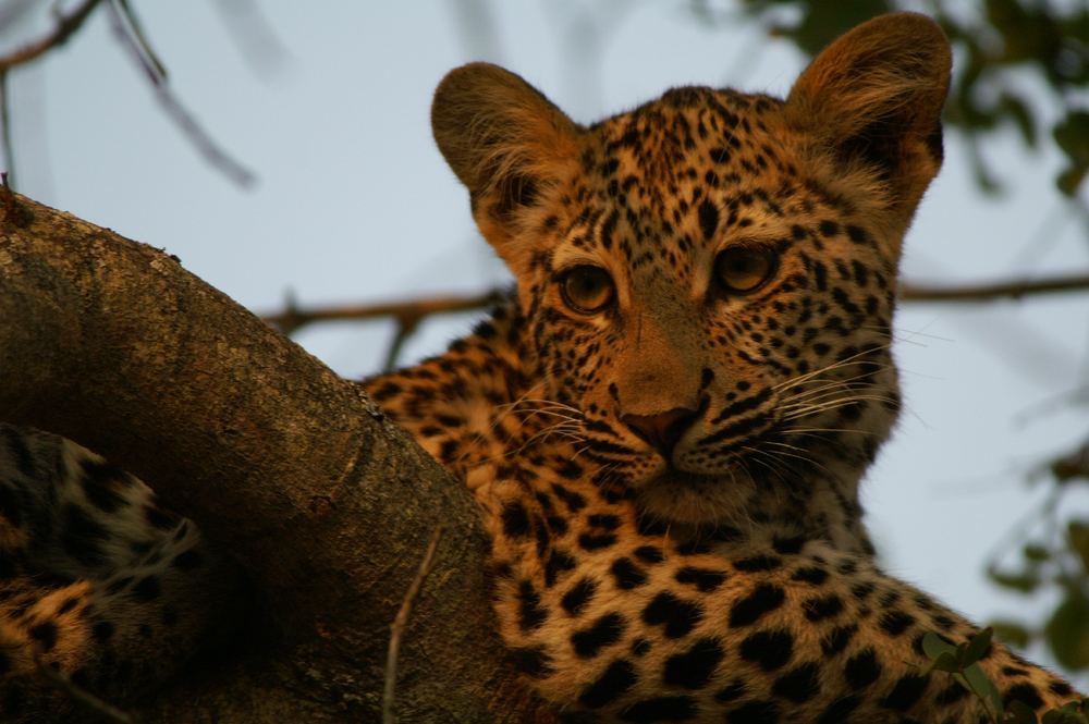 Leopardo al tramonto