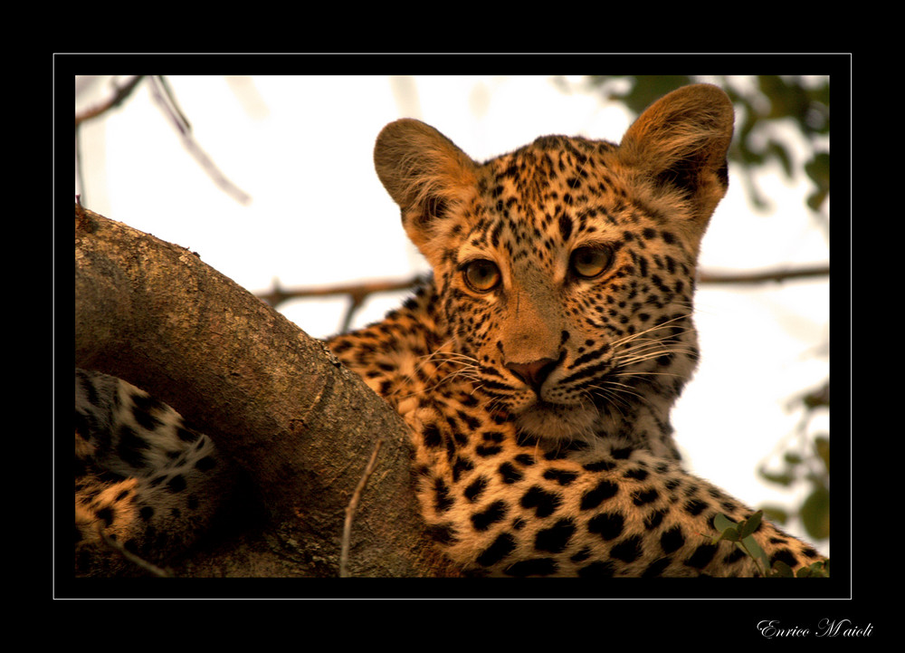 Leopardo al tramonto (reload)