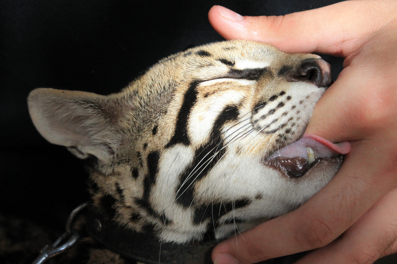 leopardo americano