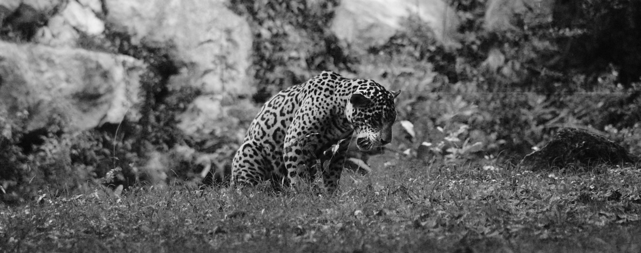 leopardo