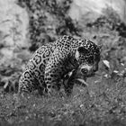 leopardo