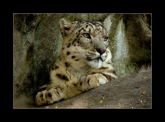 leopardo de las nieves