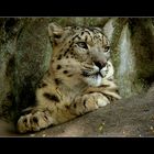 leopardo de las nieves