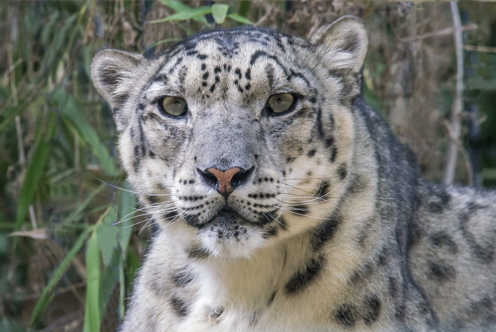 leopardo de las nieves