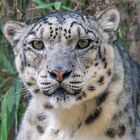 leopardo de las nieves