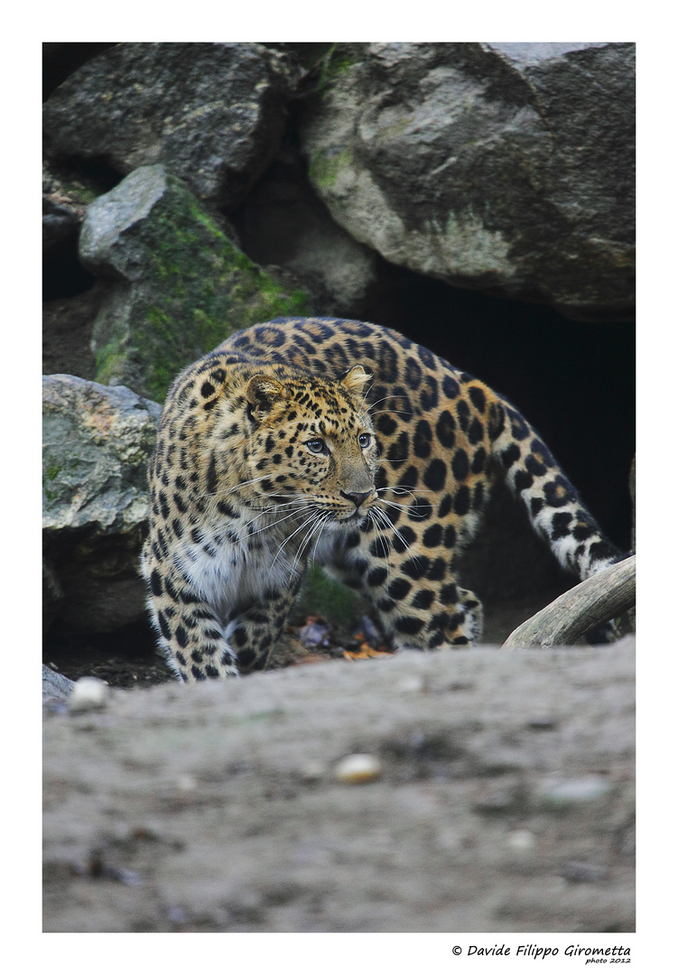 Leopardo dell'Amur